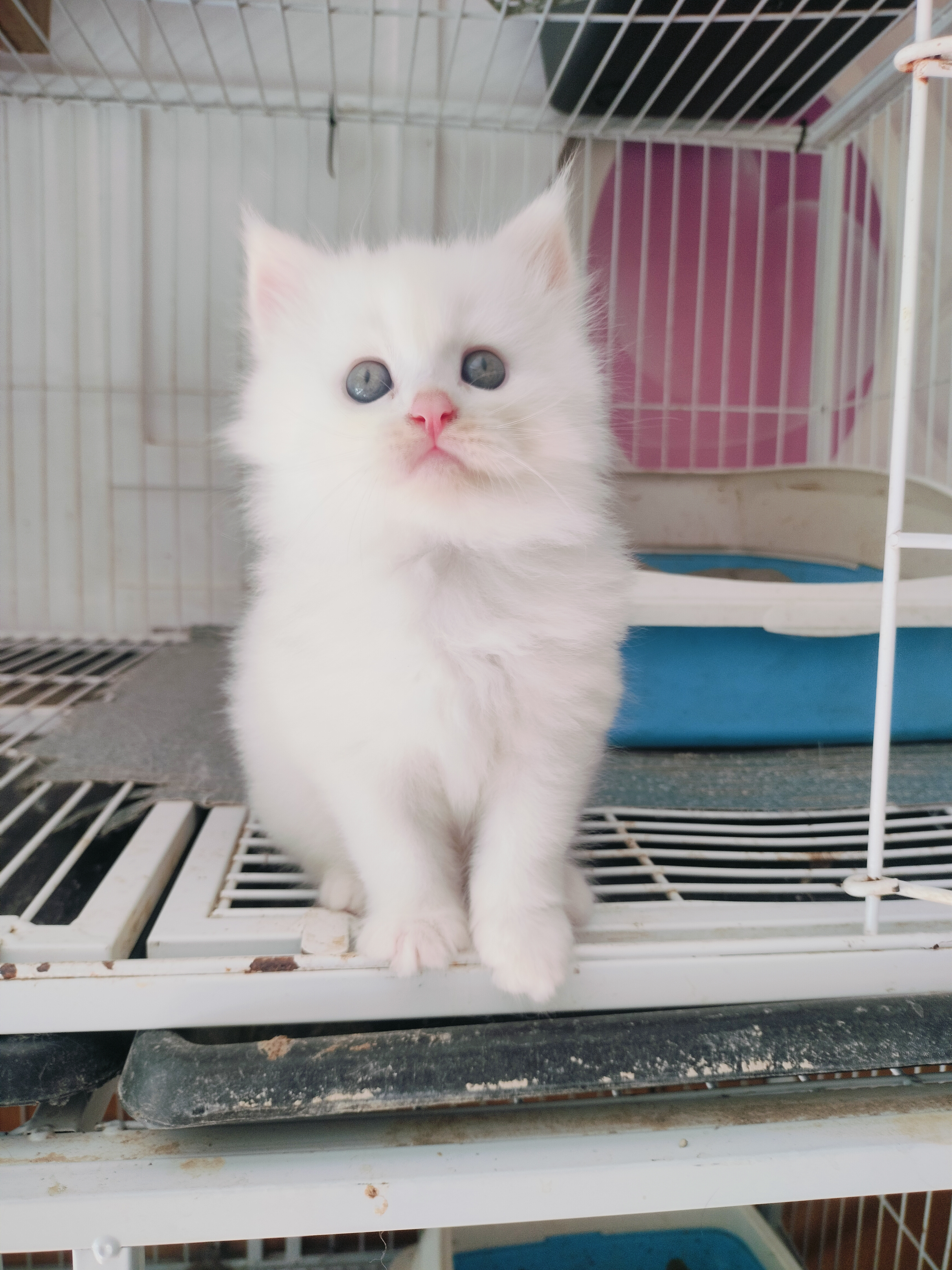 纯白西伯利亚森林猫，五粉没有一根杂毛。